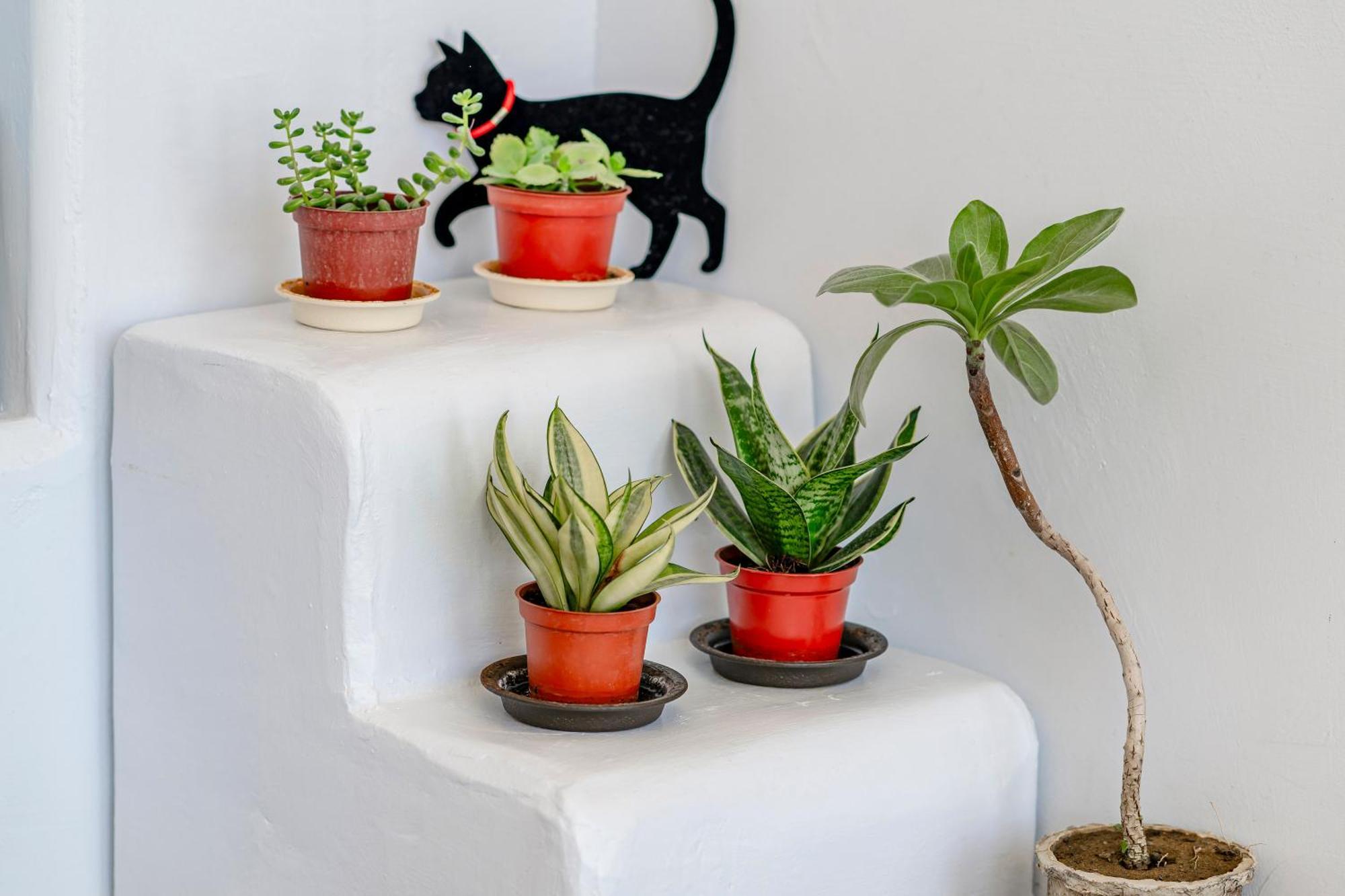 Cat At Greece Bed & Breakfast Nanwan Exterior photo