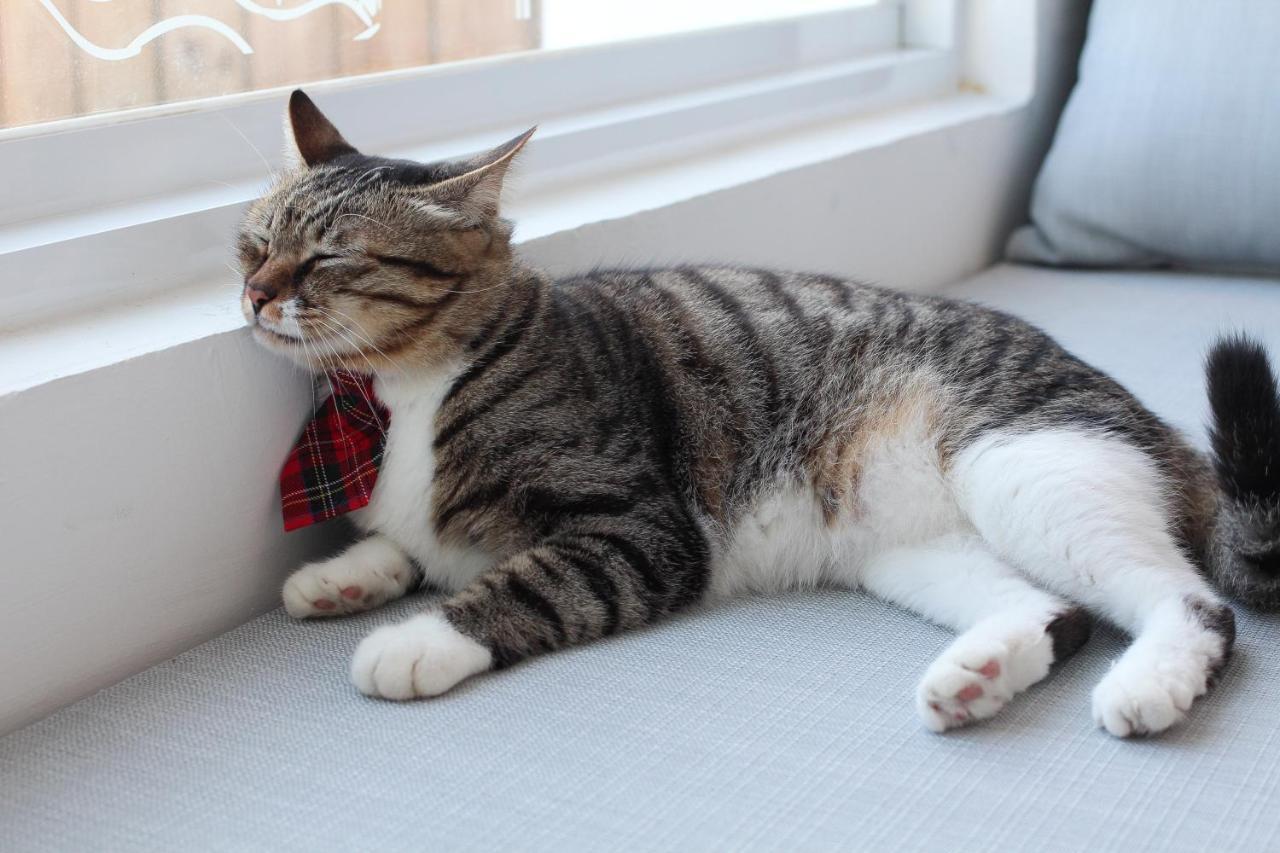 Cat At Greece Bed & Breakfast Nanwan Exterior photo