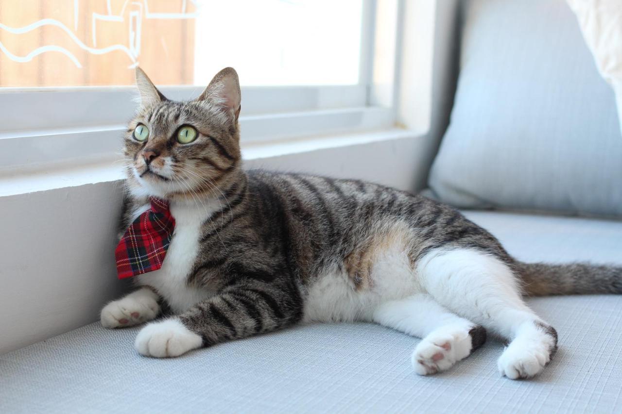 Cat At Greece Bed & Breakfast Nanwan Exterior photo